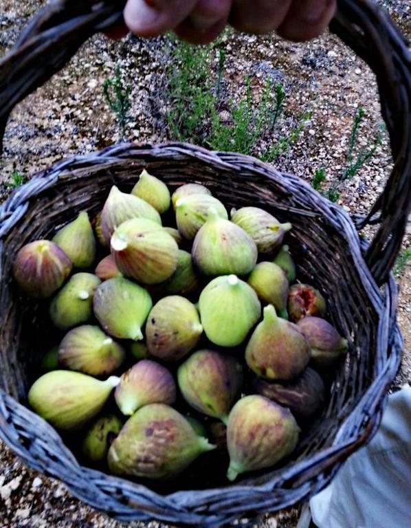 Tenuta De Marco